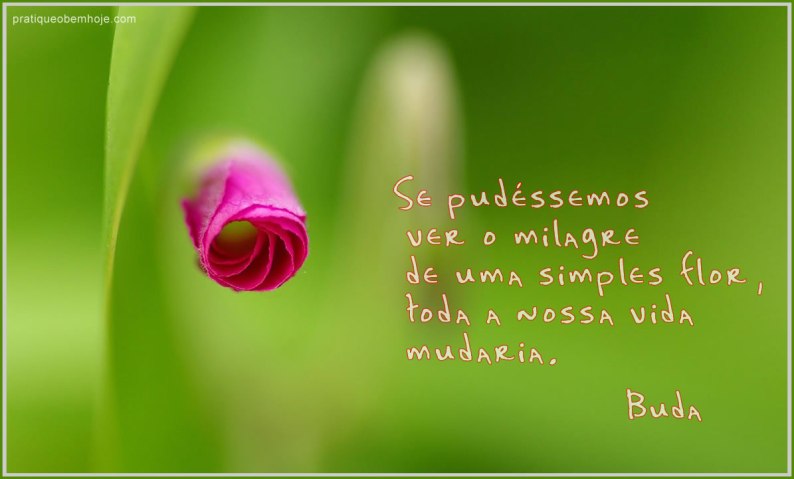 Se pudéssemos ver o milagre de uma simples for, toda a nossa vida mudaria 2