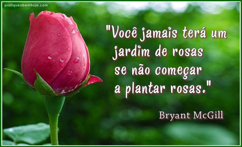 Você jamais terá um jardim de rosas se não começar a plantar rosas 2