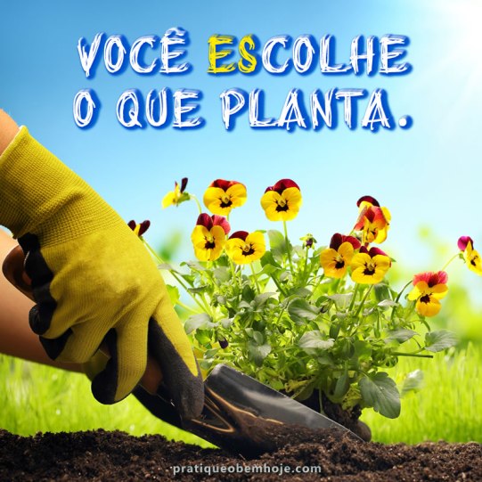 Você escolhe o que planta