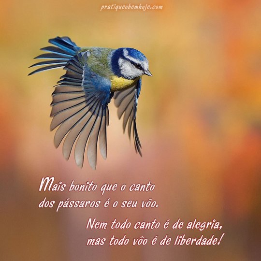 Mais bonito que o canto dos pássaros é o seu vôo