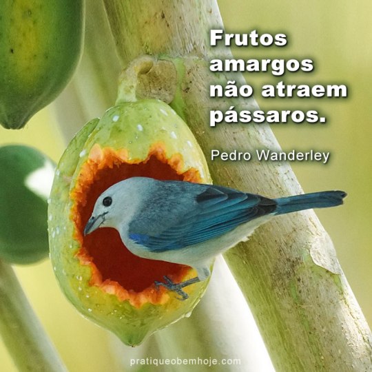 frutos amargos não atraem pássaros