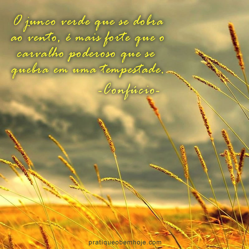 o junco verde que se dobra ao vento